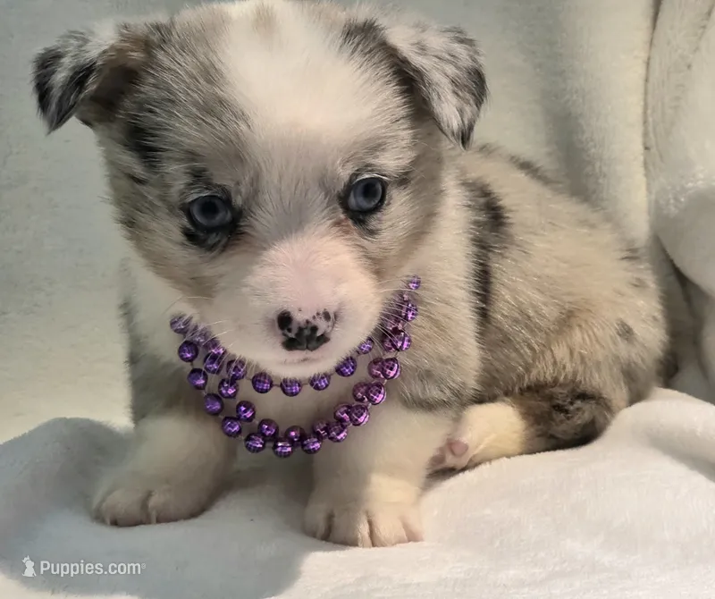 Victory – Cardigan Welsh Corgi, Pembroke Welsh Corgi puppy for sale in Bradenton, FL