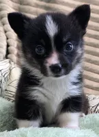 Wookie, a female Cardigan Welsh Corgi and Pembroke Welsh Corgi for sale in Bradenton, FL – 7 of 10