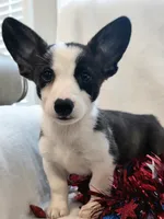 Swirly, a male Cardigan Welsh Corgi and Pembroke Welsh Corgi for sale in Bradenton, FL – 5 of 10