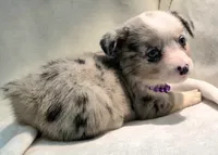 Victory, a female Cardigan Welsh Corgi and Pembroke Welsh Corgi for sale in Bradenton, FL – 2 of 10