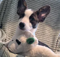 Swirly, a male Cardigan Welsh Corgi and Pembroke Welsh Corgi for sale in Bradenton, FL – 3 of 10
