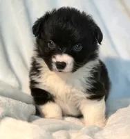 Rebecca , a female Cardigan Welsh Corgi and Pembroke Welsh Corgi for sale in Bradenton, FL – 4 of 10