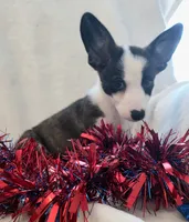 Swirly, a male Cardigan Welsh Corgi and Pembroke Welsh Corgi for sale in Bradenton, FL – 7 of 10