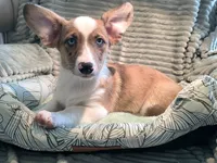 Sherlock! , a male Cardigan Welsh Corgi and Pembroke Welsh Corgi for sale in Bradenton, FL – 3 of 10