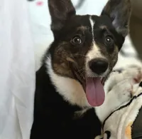 Wookie, a female Cardigan Welsh Corgi and Pembroke Welsh Corgi for sale in Bradenton, FL – 4 of 10