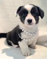 Unique ( liver, bluie pink carrier) dm clear , a female Cardigan Welsh Corgi for sale in Bradenton, FL – 10 of 10