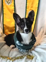 Wookie, a female Cardigan Welsh Corgi and Pembroke Welsh Corgi for sale in Bradenton, FL – 8 of 10