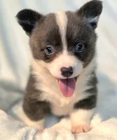 DOLLY, a female Cardigan Welsh Corgi and Pembroke Welsh Corgi for sale in Bradenton, FL – 3 of 10