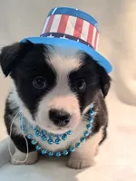 Valor, a female Cardigan Welsh Corgi and Pembroke Welsh Corgi for sale in Bradenton, FL – 7 of 10
