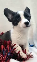 Sherpa, a male Cardigan Welsh Corgi and Pembroke Welsh Corgi for sale in Bradenton, FL – 9 of 10