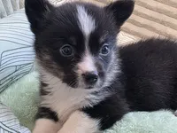 Wookie, a female Cardigan Welsh Corgi and Pembroke Welsh Corgi for sale in Bradenton, FL – 4 of 10