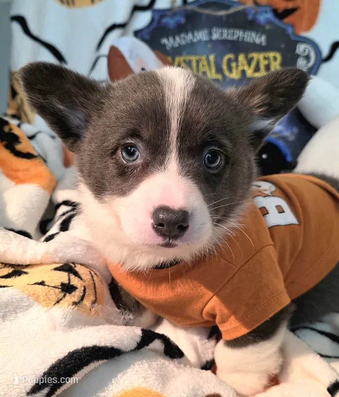 DOLLY – Cardigan Welsh Corgi, Pembroke Welsh Corgi puppy for sale in Bradenton, FL
