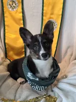 Wookie, a female Cardigan Welsh Corgi and Pembroke Welsh Corgi for sale in Bradenton, FL – 2 of 10