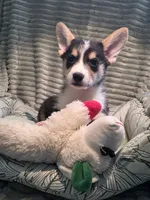 Tiberius  kurk , a male Cardigan Welsh Corgi and Pembroke Welsh Corgi for sale in Bradenton, FL – 5 of 10