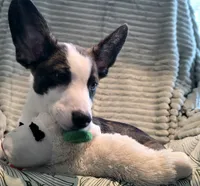 Swirly, a male Cardigan Welsh Corgi and Pembroke Welsh Corgi for sale in Bradenton, FL – 4 of 10