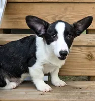 Sherpa, a male Cardigan Welsh Corgi and Pembroke Welsh Corgi for sale in Bradenton, FL – 3 of 10