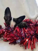 Swirly, a male Cardigan Welsh Corgi and Pembroke Welsh Corgi for sale in Bradenton, FL – 9 of 10