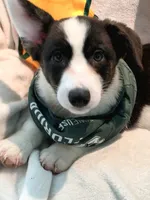 Unique ( liver, bluie pink carrier) dm clear , a female Cardigan Welsh Corgi for sale in Bradenton, FL – 5 of 10
