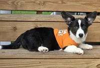 Unicorn 4pet ( bluie, pink carrier dm clear) pet, a female Cardigan Welsh Corgi for sale in Bradenton, FL – 6 of 10