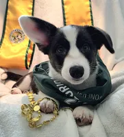 Unique ( liver, bluie pink carrier) dm clear , a female Cardigan Welsh Corgi for sale in Bradenton, FL – 7 of 10
