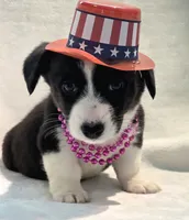 Unicorn ( bluie, pink carrier dm clear), a female Cardigan Welsh Corgi for sale in Bradenton, FL – 8 of 10