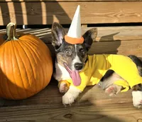 Wookie, a female Cardigan Welsh Corgi and Pembroke Welsh Corgi for sale in Bradenton, FL – 7 of 10