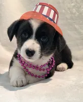 Unicorn ( bluie, pink carrier dm clear), a female Cardigan Welsh Corgi for sale in Bradenton, FL – 7 of 10