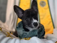 Whoopie , a female Cardigan Welsh Corgi and Pembroke Welsh Corgi for sale in Bradenton, FL – 2 of 10