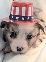 Victory, a female Cardigan Welsh Corgi and Pembroke Welsh Corgi for sale in Bradenton, FL – 9 of 10