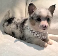 Venus, a female Cardigan Welsh Corgi and Pembroke Welsh Corgi for sale in Bradenton, FL – 3 of 10