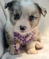 Victory, a female Cardigan Welsh Corgi and Pembroke Welsh Corgi for sale in Bradenton, FL – 3 of 10