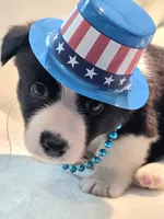 Valor, a female Cardigan Welsh Corgi and Pembroke Welsh Corgi for sale in Bradenton, FL – 8 of 10