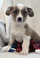 Sherlock! , a male Cardigan Welsh Corgi and Pembroke Welsh Corgi for sale in Bradenton, FL – 3 of 10