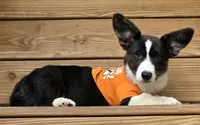 Unicorn 4pet ( bluie, pink carrier dm clear) pet, a female Cardigan Welsh Corgi for sale in Bradenton, FL – 9 of 10