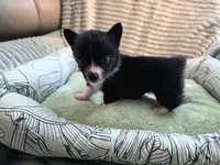Whoopie , a female Cardigan Welsh Corgi and Pembroke Welsh Corgi for sale in Bradenton, FL – 10 of 10