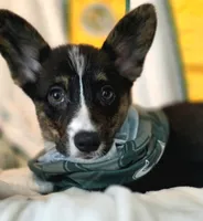 Wookie, a female Cardigan Welsh Corgi and Pembroke Welsh Corgi for sale in Bradenton, FL – 3 of 10