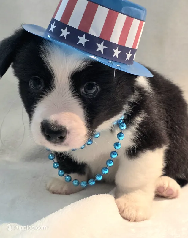 Valor – Cardigan Welsh Corgi, Pembroke Welsh Corgi puppy for sale in Bradenton, FL