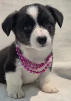 Unicorn ( bluie, pink carrier dm clear), a female Cardigan Welsh Corgi for sale in Bradenton, FL – 6 of 10