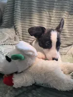 Sherpa, a male Cardigan Welsh Corgi and Pembroke Welsh Corgi for sale in Bradenton, FL – 10 of 10
