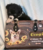 Rebecca , a female Cardigan Welsh Corgi and Pembroke Welsh Corgi for sale in Bradenton, FL – 10 of 10