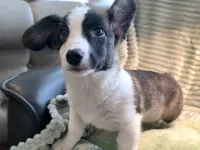 Sherpa, a male Cardigan Welsh Corgi and Pembroke Welsh Corgi for sale in Bradenton, FL – 4 of 10