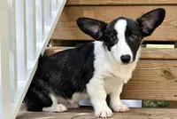 Sherpa, a male Cardigan Welsh Corgi and Pembroke Welsh Corgi for sale in Bradenton, FL – 8 of 10