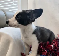Swirly, a male Cardigan Welsh Corgi and Pembroke Welsh Corgi for sale in Bradenton, FL – 6 of 10