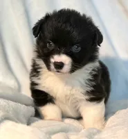 Rebecca , a female Cardigan Welsh Corgi and Pembroke Welsh Corgi for sale in Bradenton, FL – 9 of 10