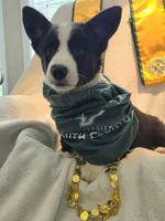 Valor, a female Cardigan Welsh Corgi and Pembroke Welsh Corgi for sale in Bradenton, FL – 10 of 10