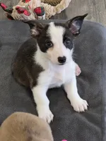 Swirly, a male Cardigan Welsh Corgi and Pembroke Welsh Corgi for sale in Bradenton, FL – 8 of 10