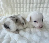 Snookie, a female Cardigan Welsh Corgi and Pembroke Welsh Corgi for sale in Bradenton, FL – Photo 9 of 10