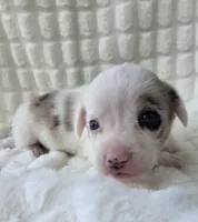 Snookie, a female Cardigan Welsh Corgi and Pembroke Welsh Corgi for sale in Bradenton, FL – Photo 3 of 10