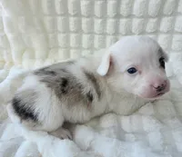 Snookie, a female Cardigan Welsh Corgi and Pembroke Welsh Corgi for sale in Bradenton, FL – Photo 6 of 10