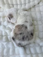 Snookie, a female Cardigan Welsh Corgi and Pembroke Welsh Corgi for sale in Bradenton, FL – Photo 10 of 10